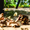 Aspirador de Pó e Água Kärcher WDL 1s — imagem 6