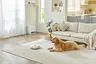 Narwal Freo Robot Vacuum and Mop: immagine 2